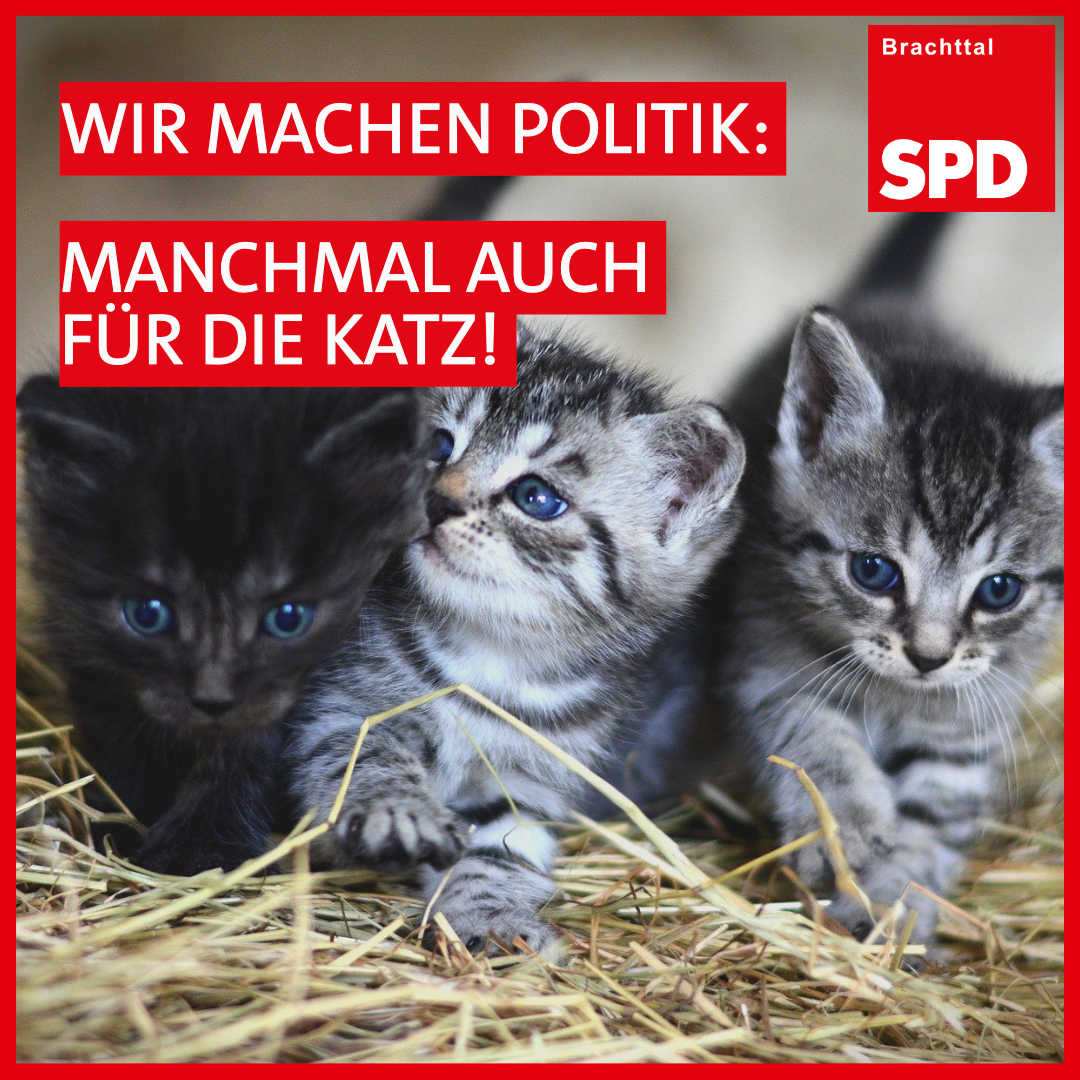 drei Katzenbabys mit dem Text "Wir machen Politik: manchmal auch für die Katz!" mit Logo der SPD Brachttal
